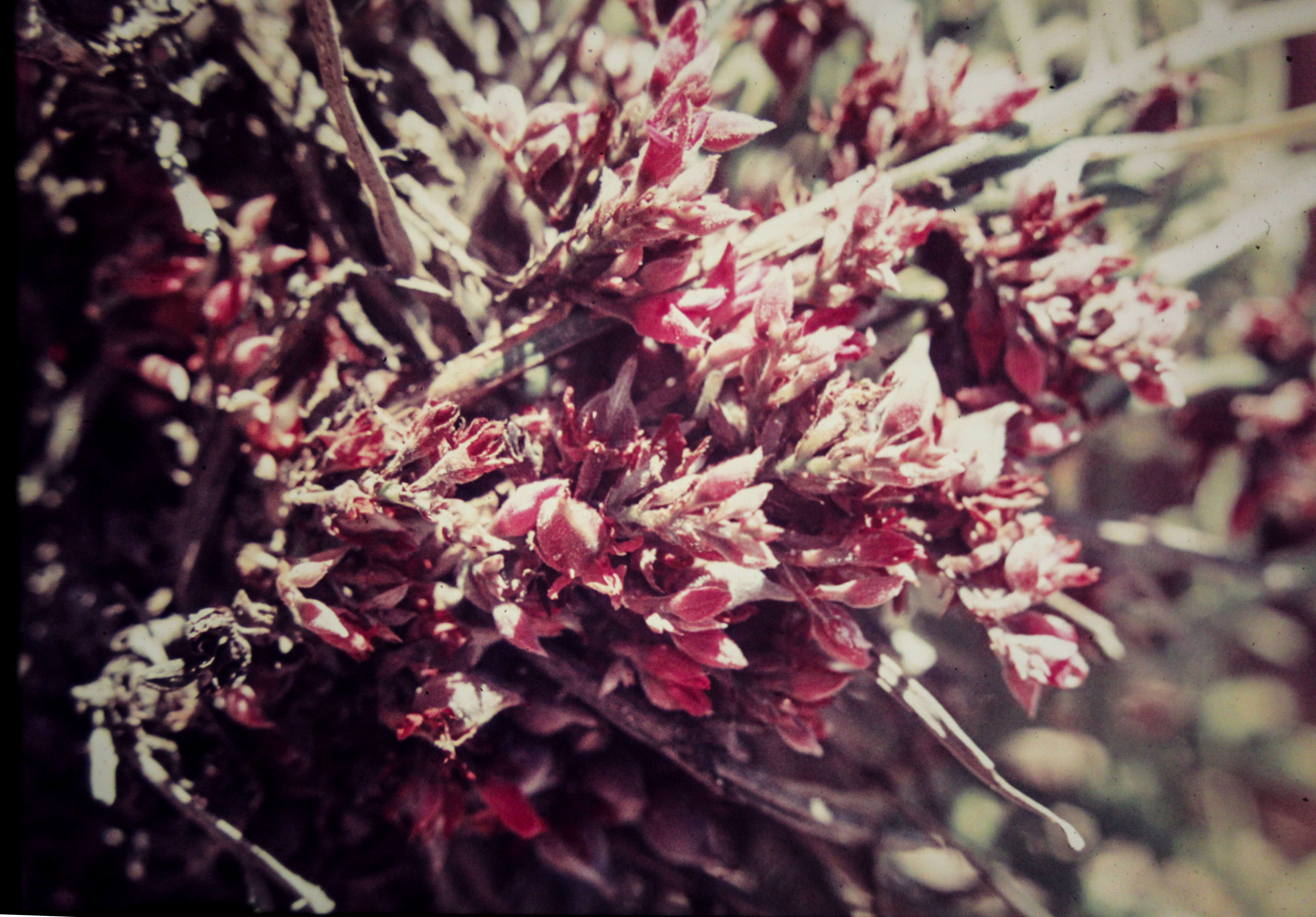 Image of Jacksonia ramosissima Benth.