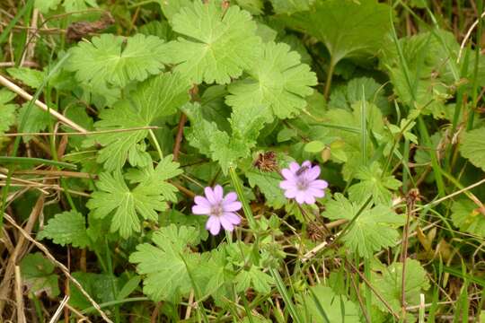 Image of dovefoot geranium