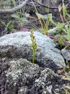 Image of reflected grapefern