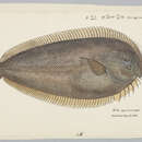 Image of New Zealand sole