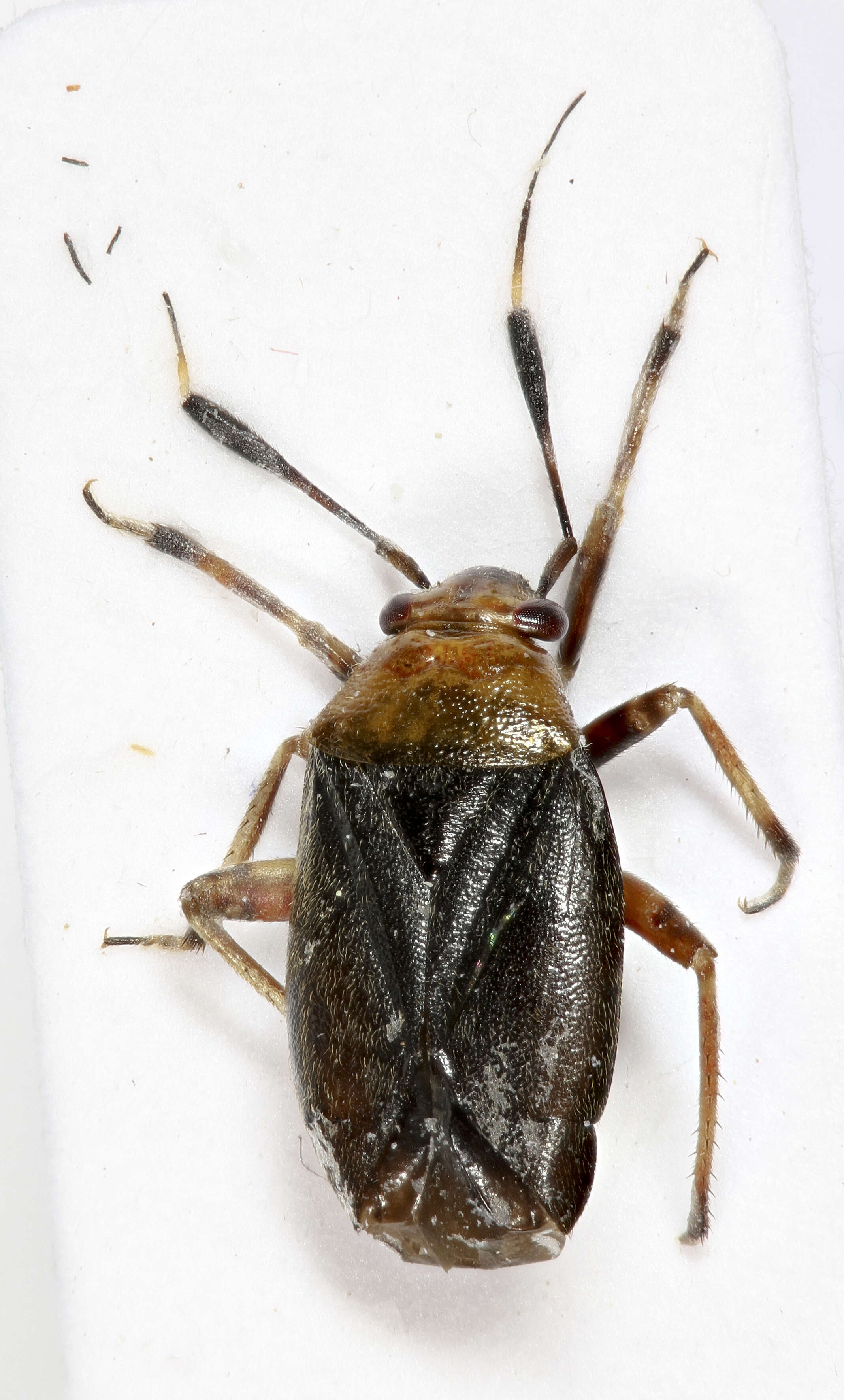 Image of Capsus ater (Linnaeus 1758)