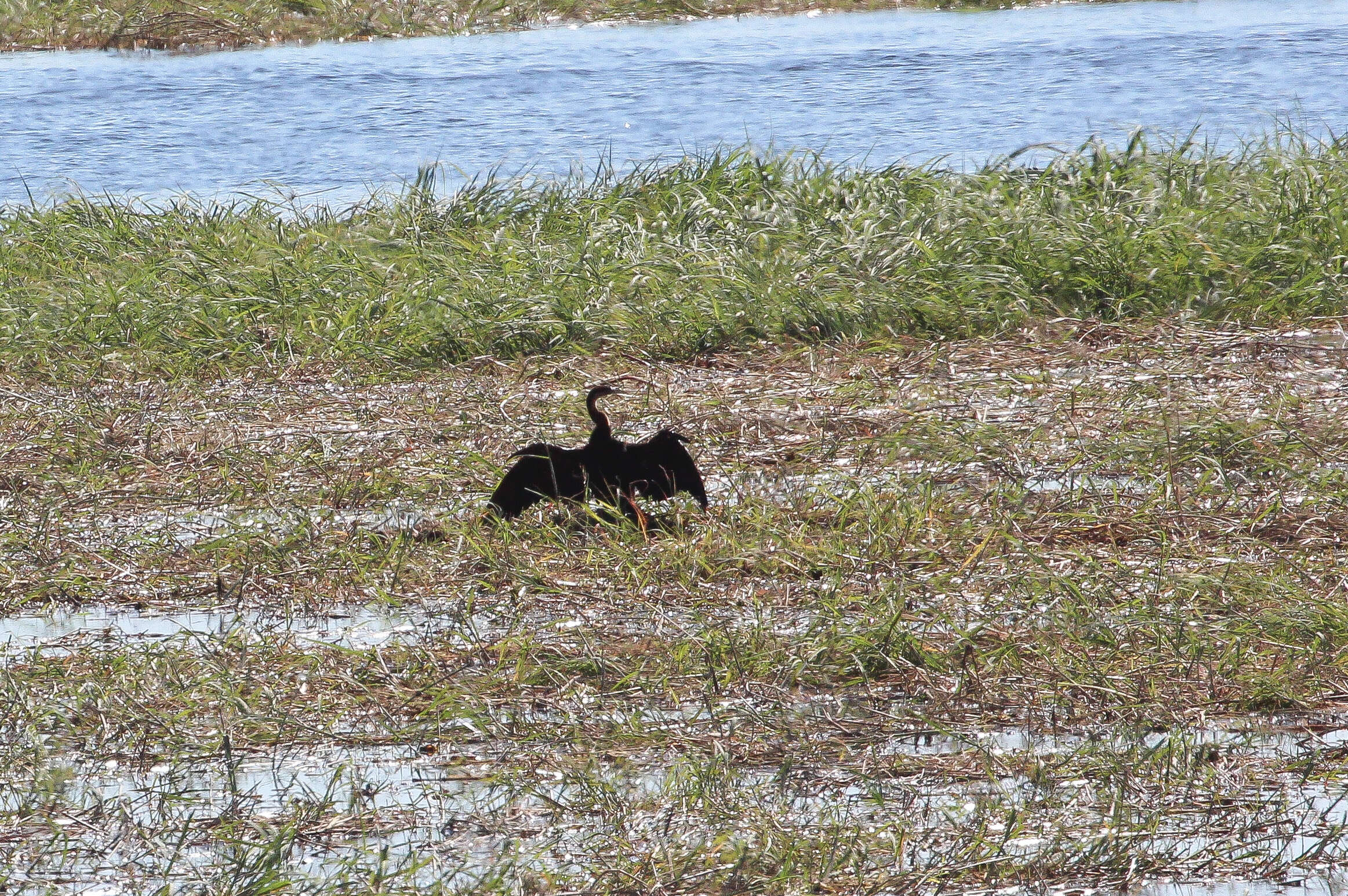 صورة <i>Phalacrocorax africanus</i>