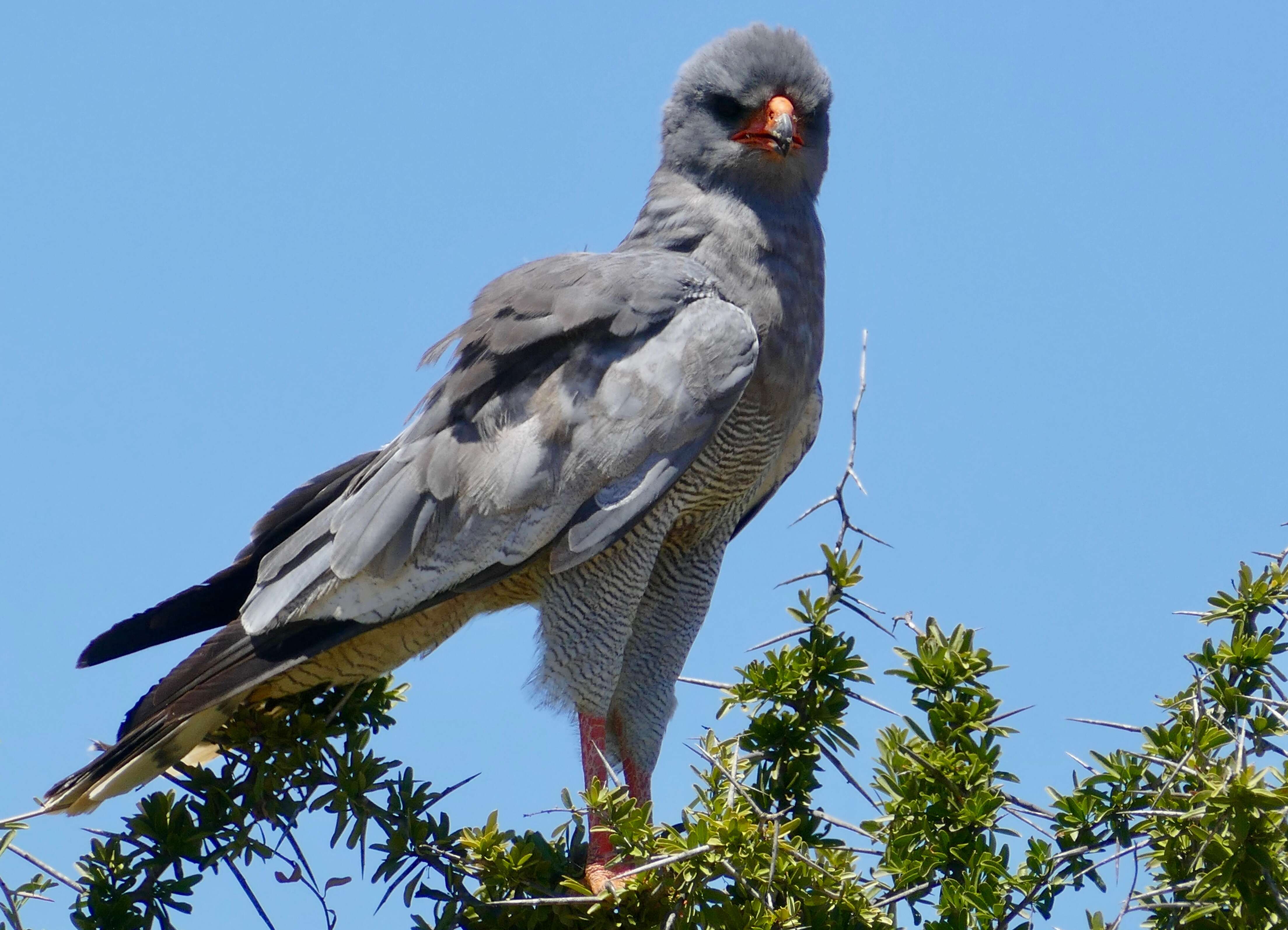 Image of Pale Chanting Goshawk