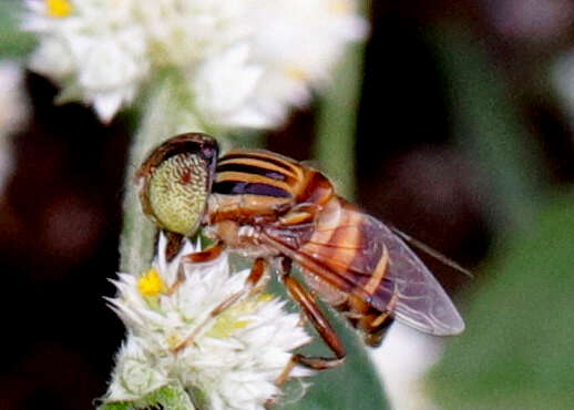 صورة Eristalinus megacephalus (Rossi 1794)