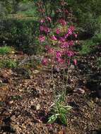 Слика од Penstemon parryi A. Gray