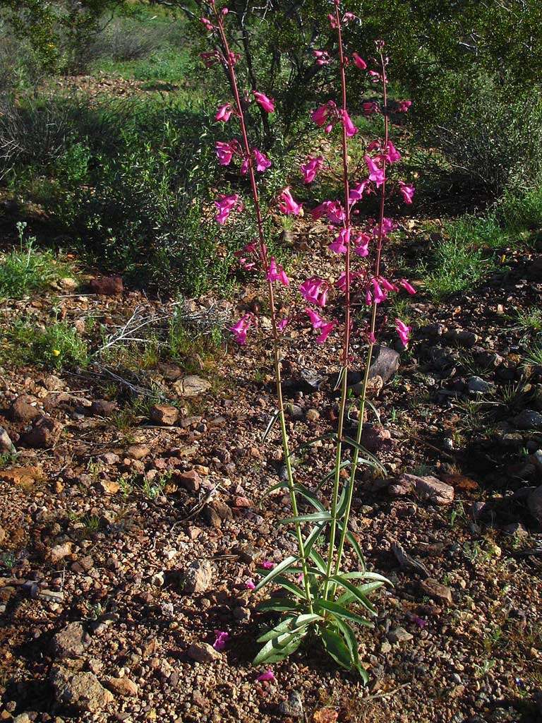 Image of Parry's beardtongue