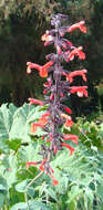 Image of Salvia rubescens Kunth