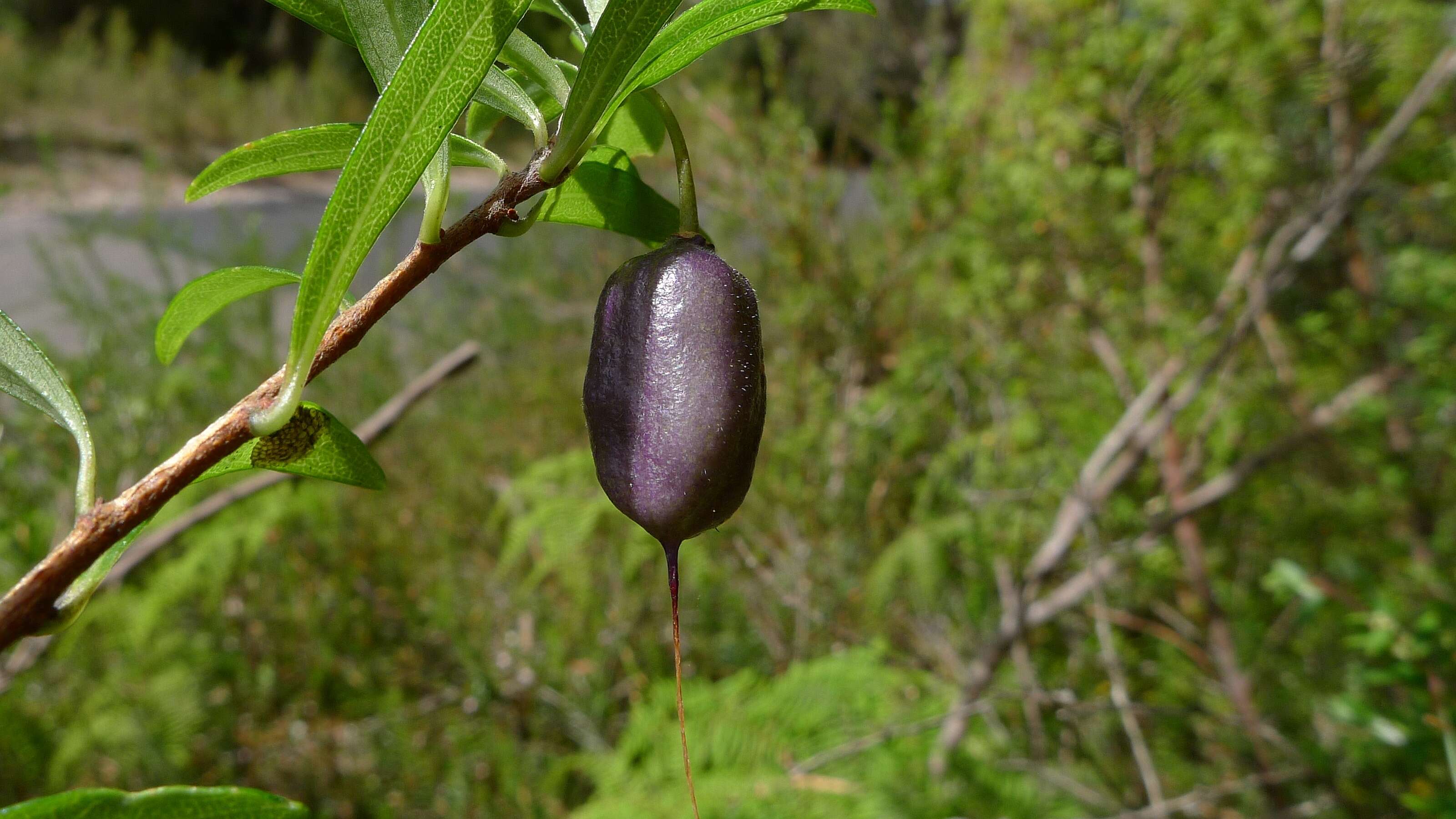 Image de Billardiera longiflora Labill.