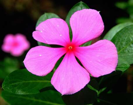 Image of periwinkle