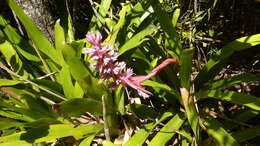 Image of Aechmea marauensis Leme