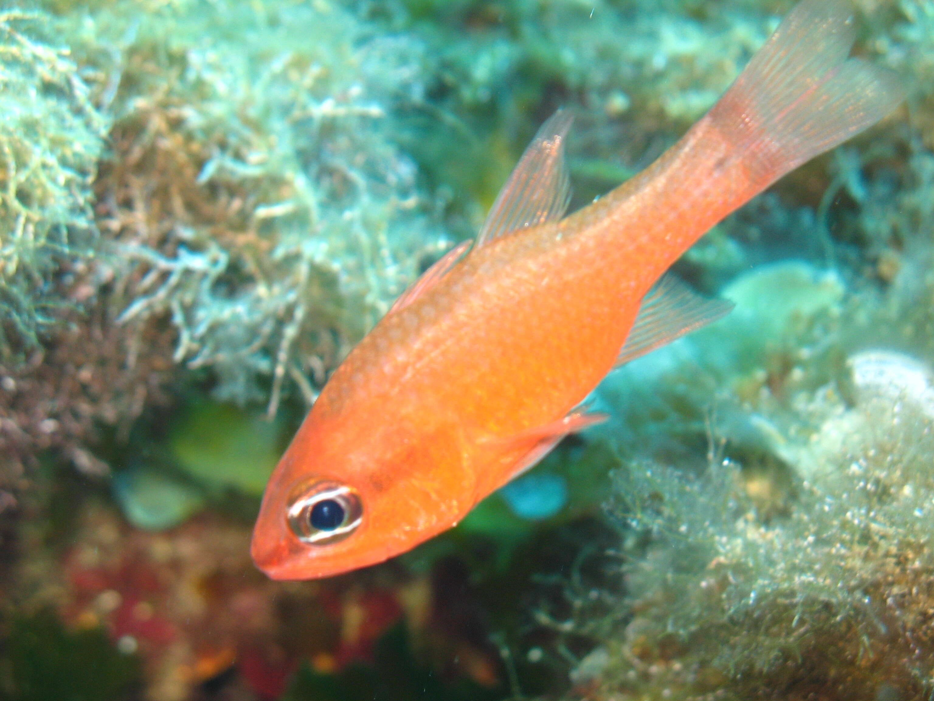 Image of cardinalfishes