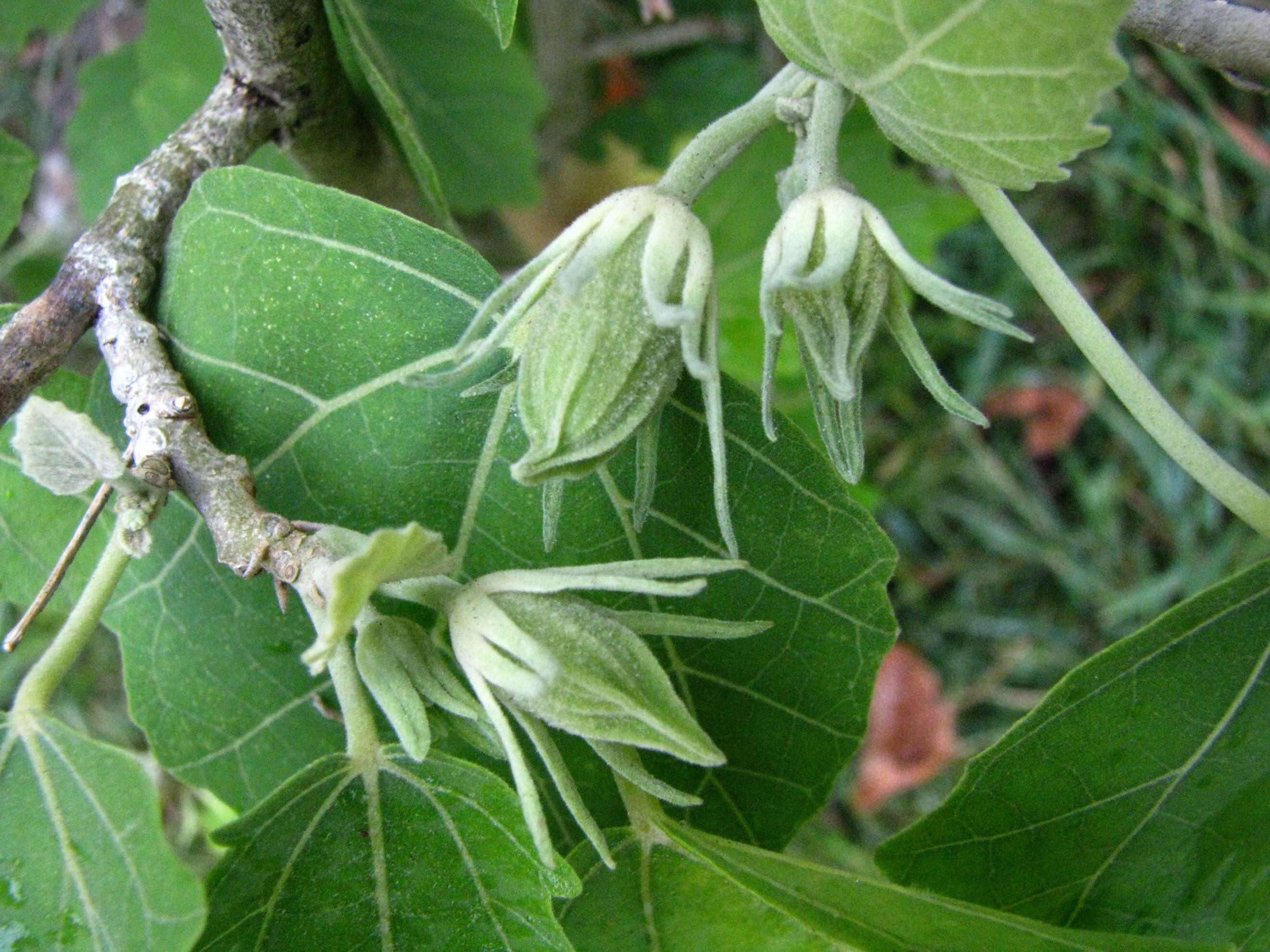 Image of hibiscadelphus