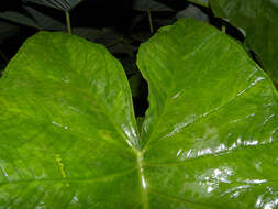 Image of elephant's ear