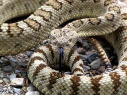 Image of Northern Pacific Rattlesnake