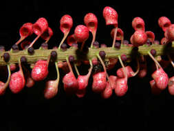 Image of Sarcopera sessiliflora (Triana & Planch.) H. G. Bedell