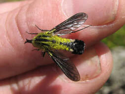 Image of Lepidophora lutea Painter 1962