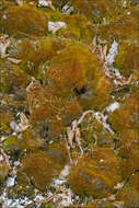 Image of ceratodon moss