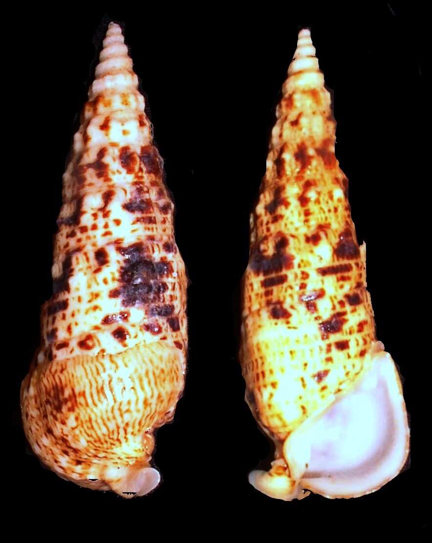 Image of Pseudomelatomidae J. P. E. Morrison 1966