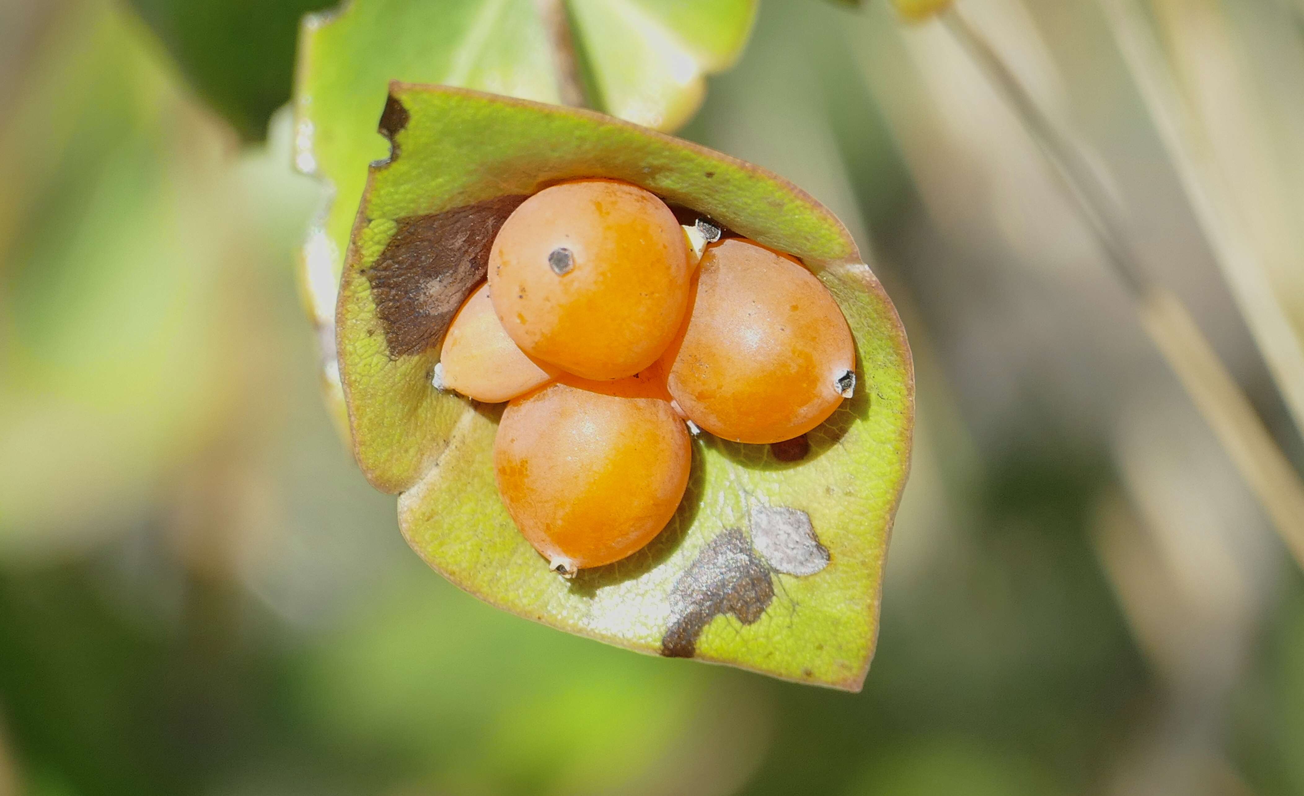 Image of Evergreen Honeysuckle