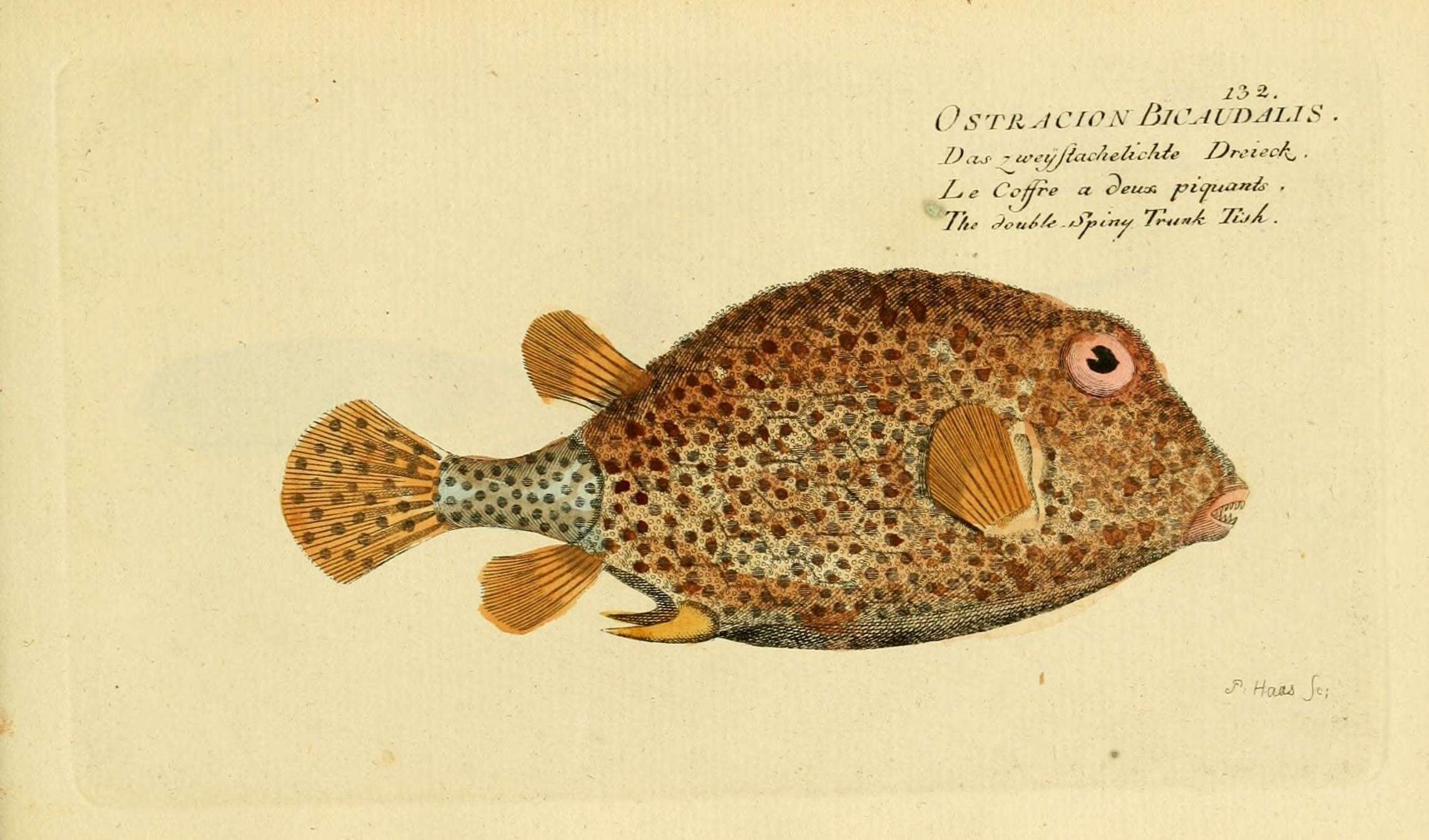 Image of Spotted Boxfish