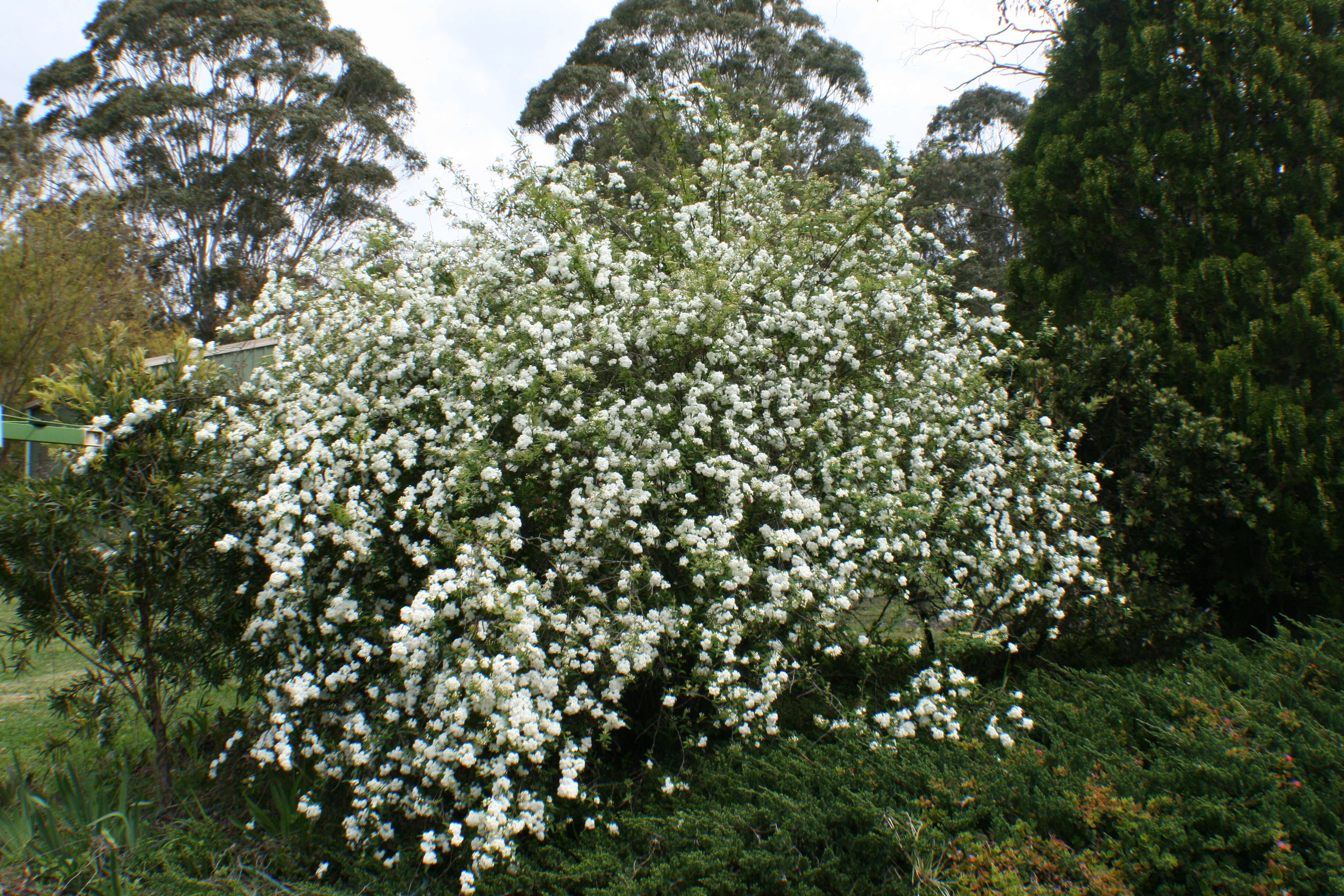 Image of Magnoliopsida