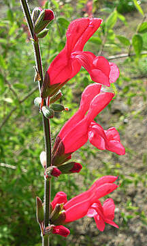 Image of Salvia darcyi J. Compton