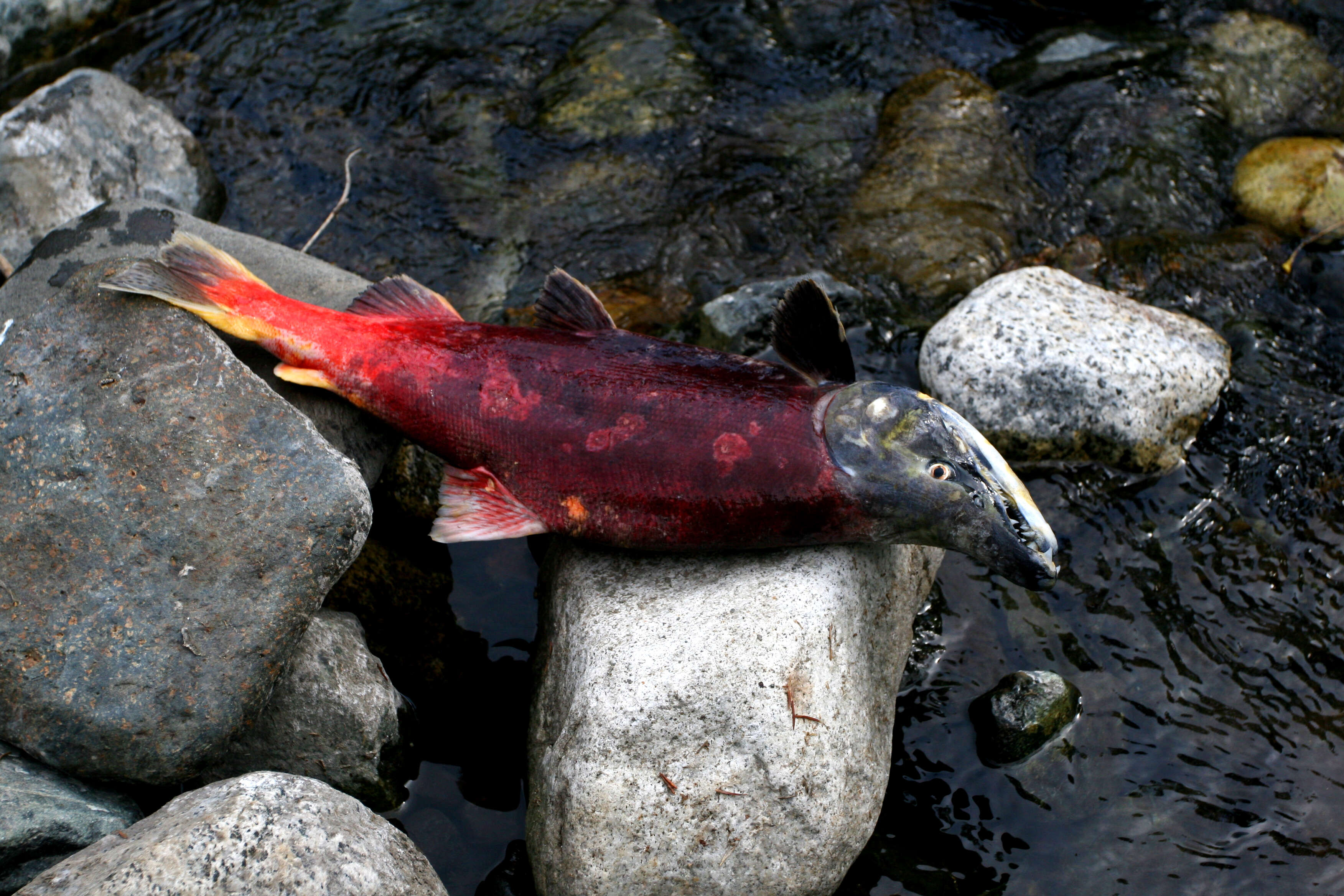 Image of Salmon