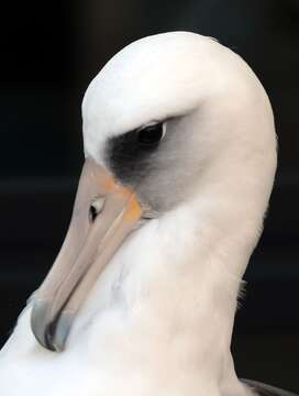 Image of Laysan Albatross