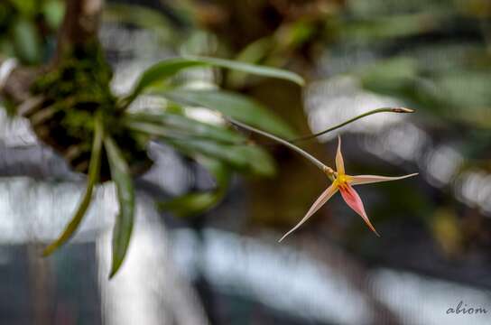 Image of Bulbophyllum macrochilum Rolfe