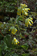 Image of cowslip