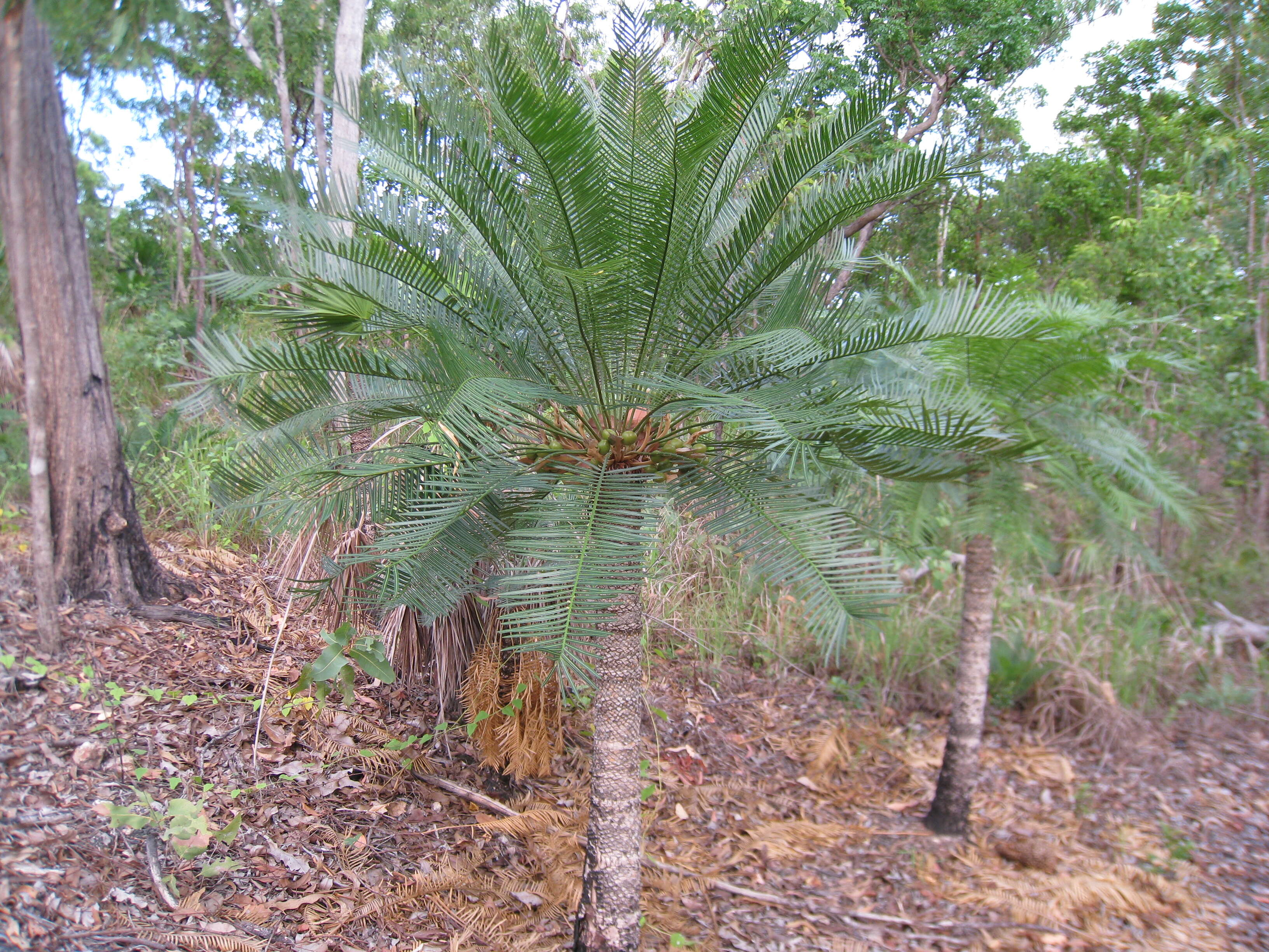 Image of Cycas armstrongii Miq.