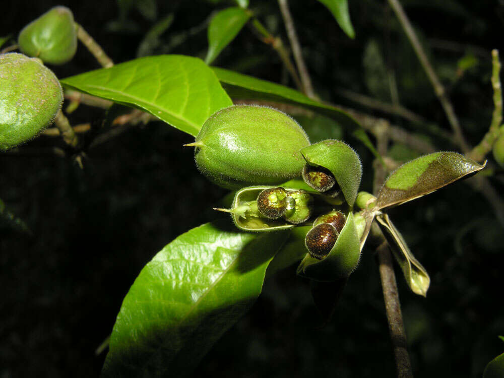 Image of Rinorea sylvatica (Seem.) Kuntze