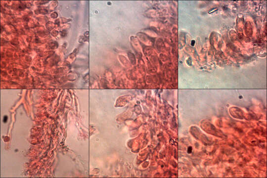 Image of Skeletocutis amorpha (Fr.) Kotl. & Pouzar 1958