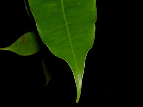 Image of Mosannona costaricensis (R. E. Fr.) Chatrou