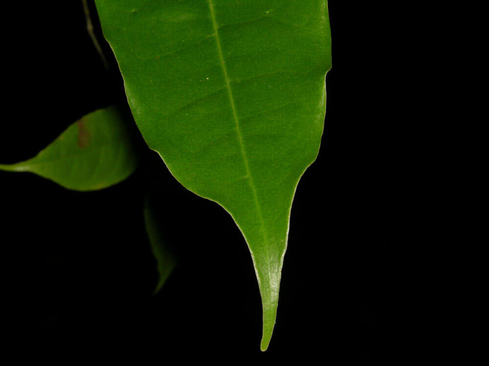 Plancia ëd Mosannona costaricensis (R. E. Fr.) Chatrou