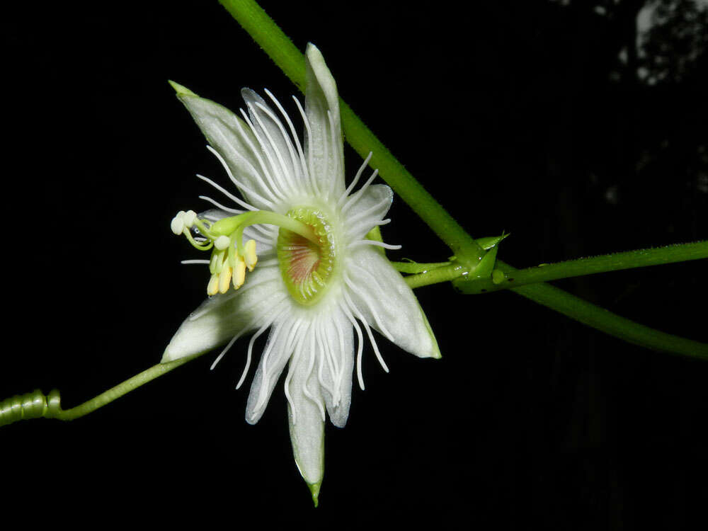 Image of Passiflora lobata (Killip) Hutch. ex J. M. Mac Dougal