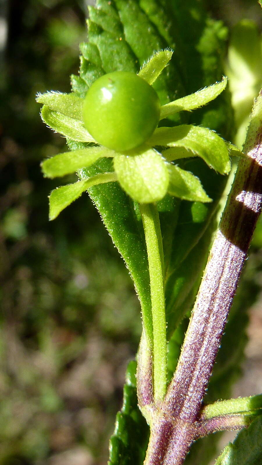 Image of Lantana lucida Schauer