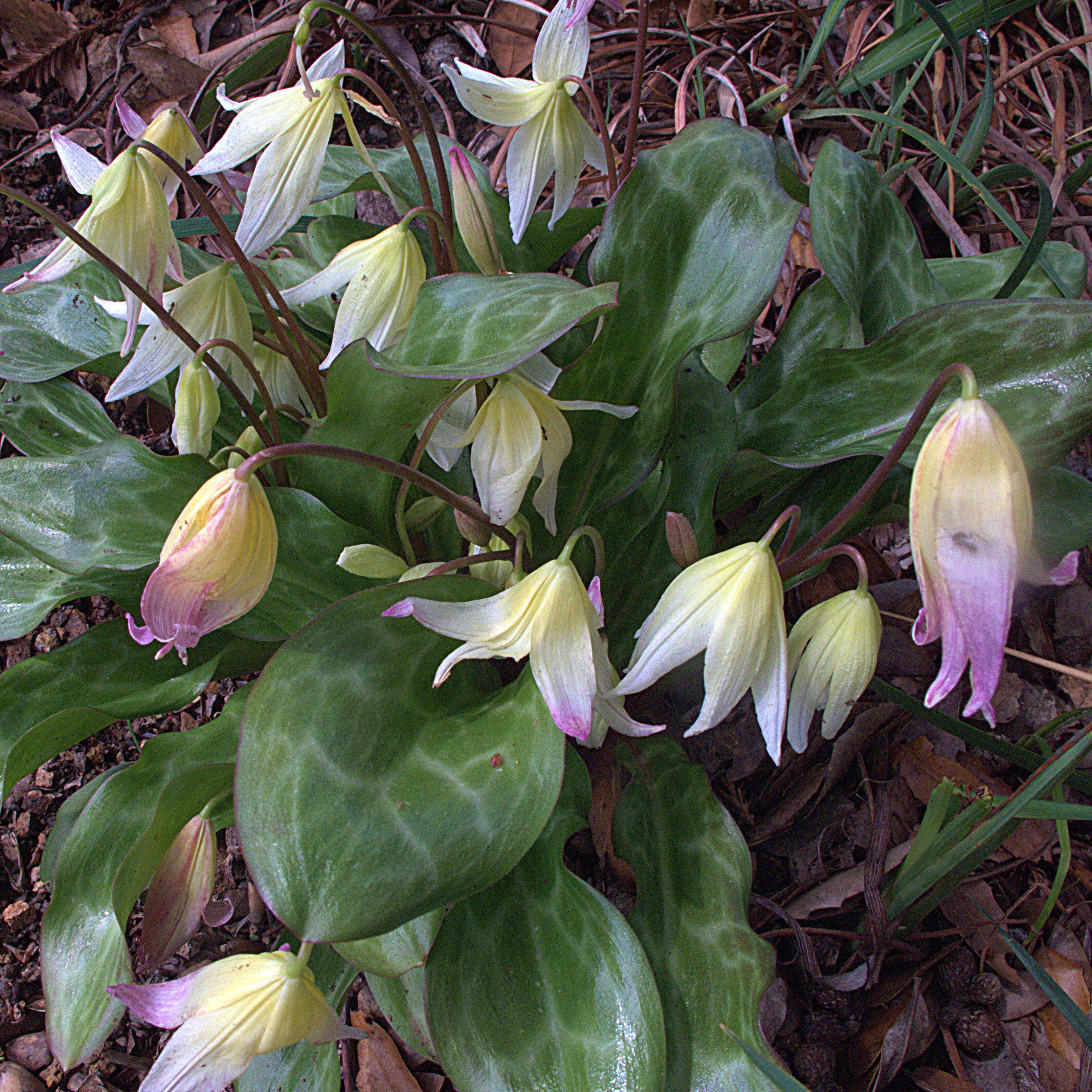 Image of California fawnlily