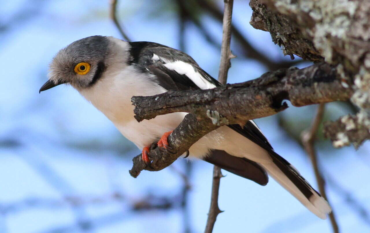 Prionops plumatus (Shaw 1809)的圖片