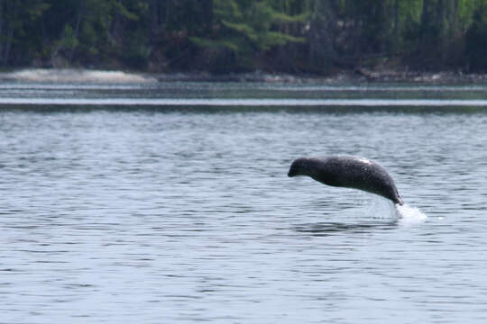 Image of Mediterranean Monk Seal