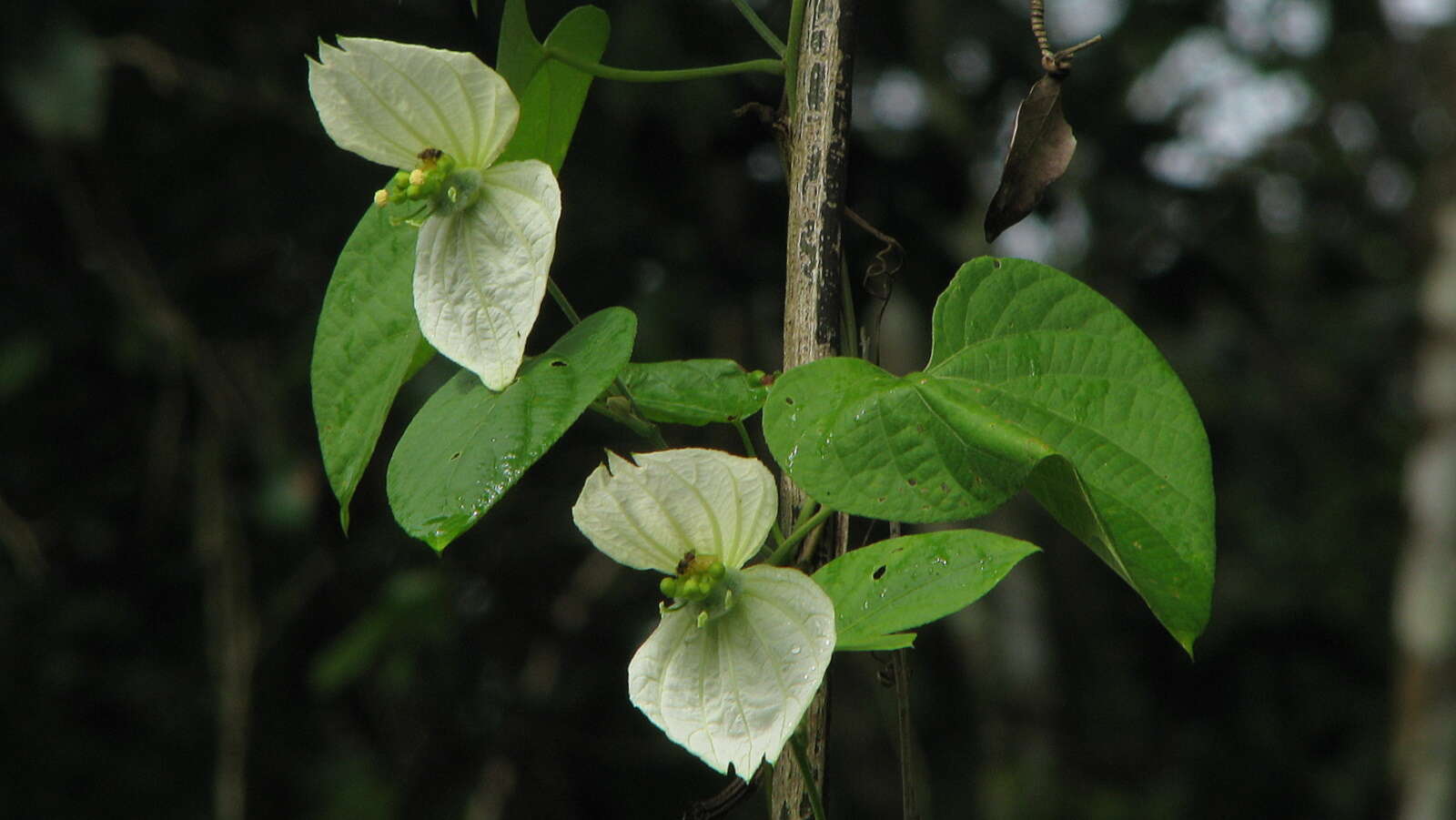 Image of Dalechampia tiliifolia Lam.