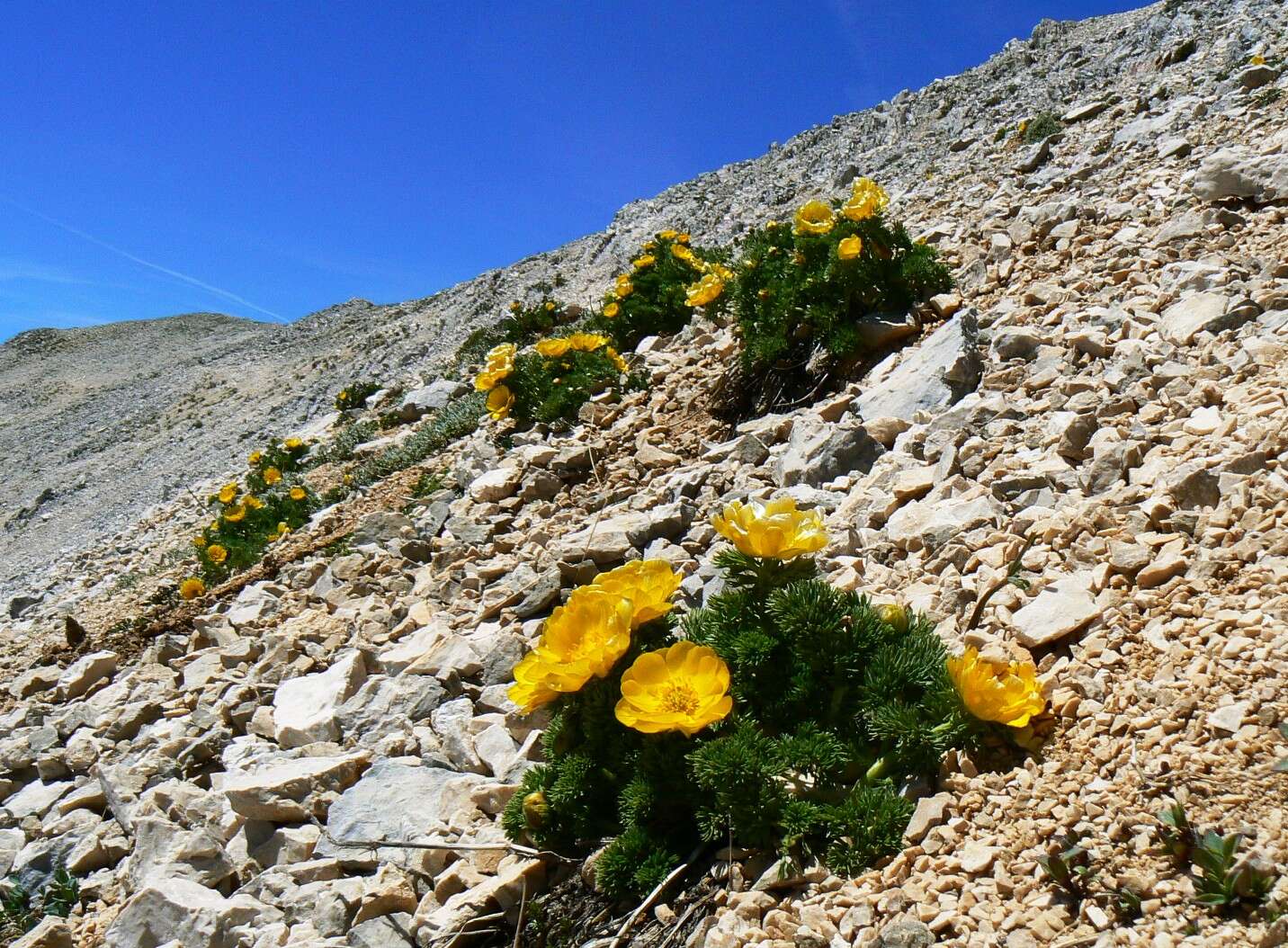 Image of Apennine Pheasant's Eye