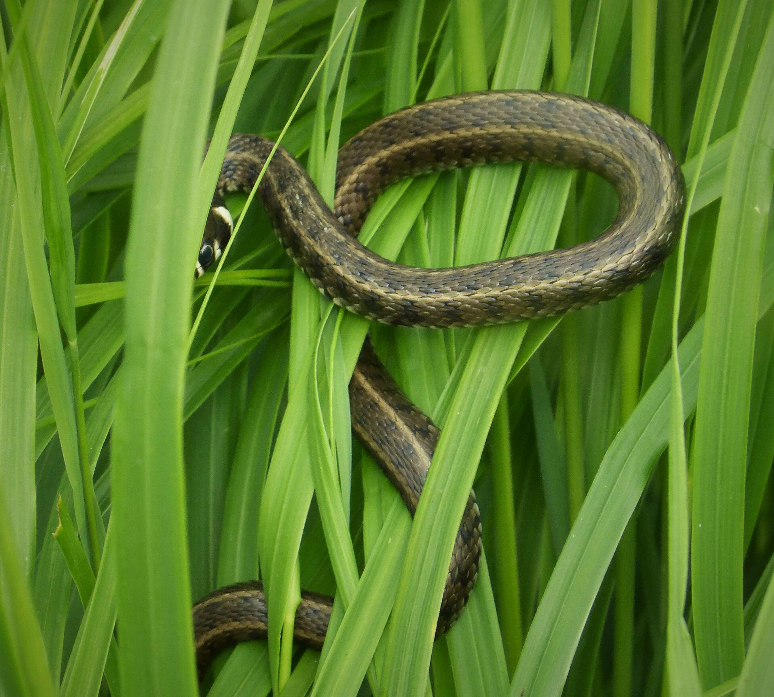 Image of Grass Snake