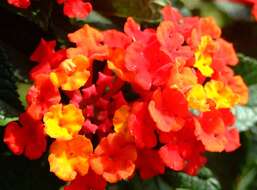 Image of lantana