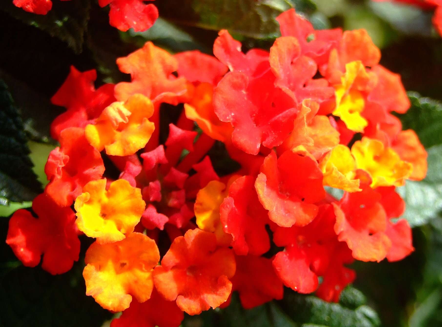 Image of lantana