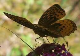 Image of Aphrodite Fritillary