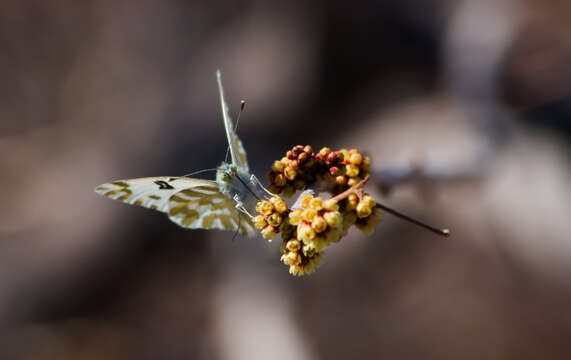 Image of Checkered White