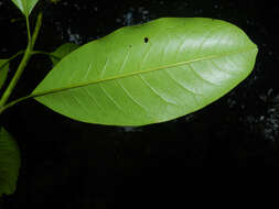 Image of Vochysia guatemalensis J. D. Smith