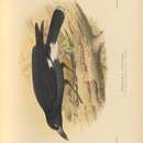 Strepera graculina crissalis Sharpe 1877 resmi