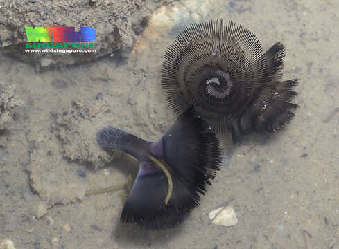 Image of Brown whirl tubeworm